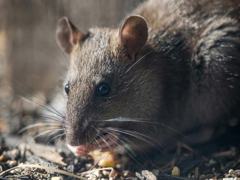 ratto comune